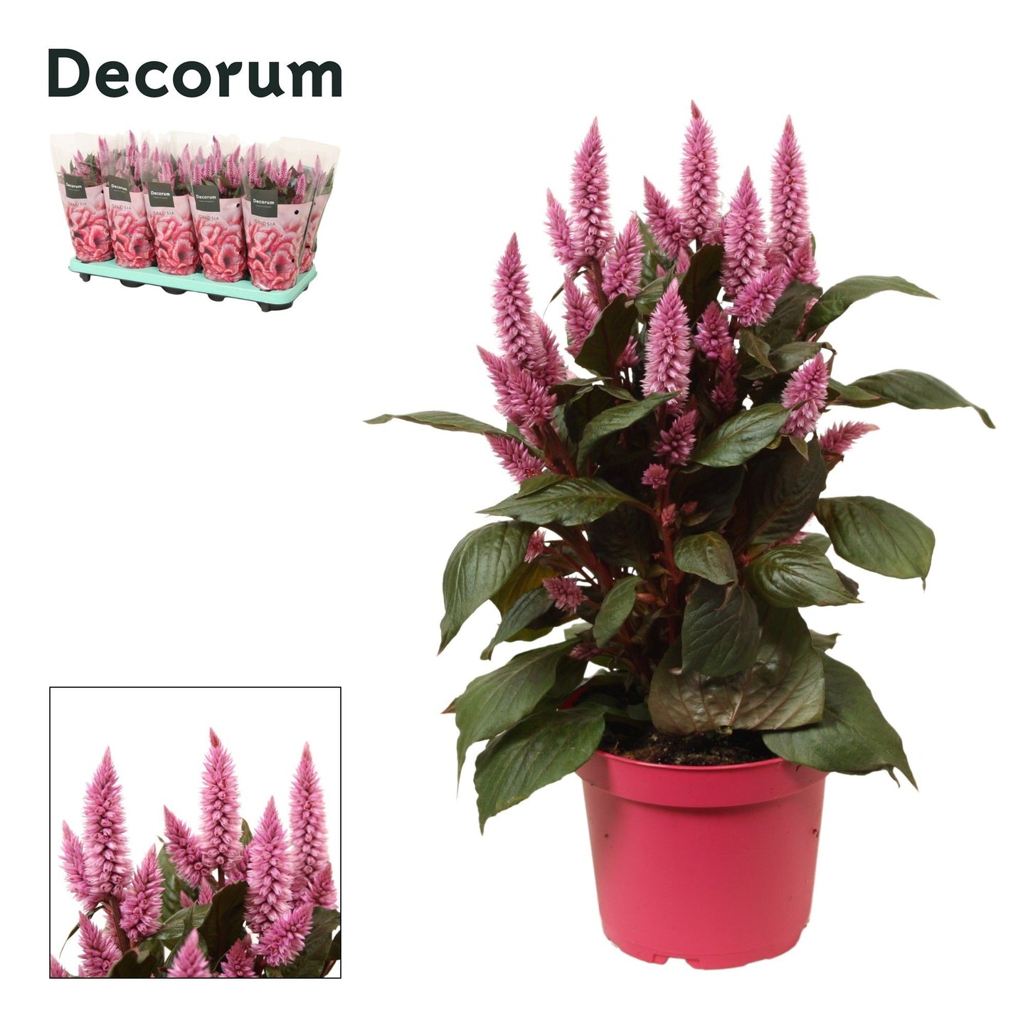 Celosia Merida pink 35cm 12cm Pot