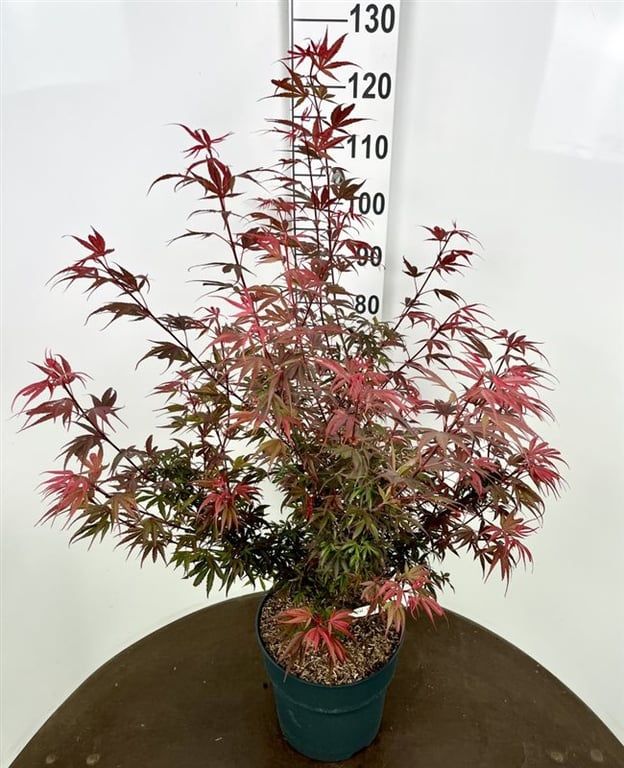 Acer palm. Shaina 105cm 29cm Pot