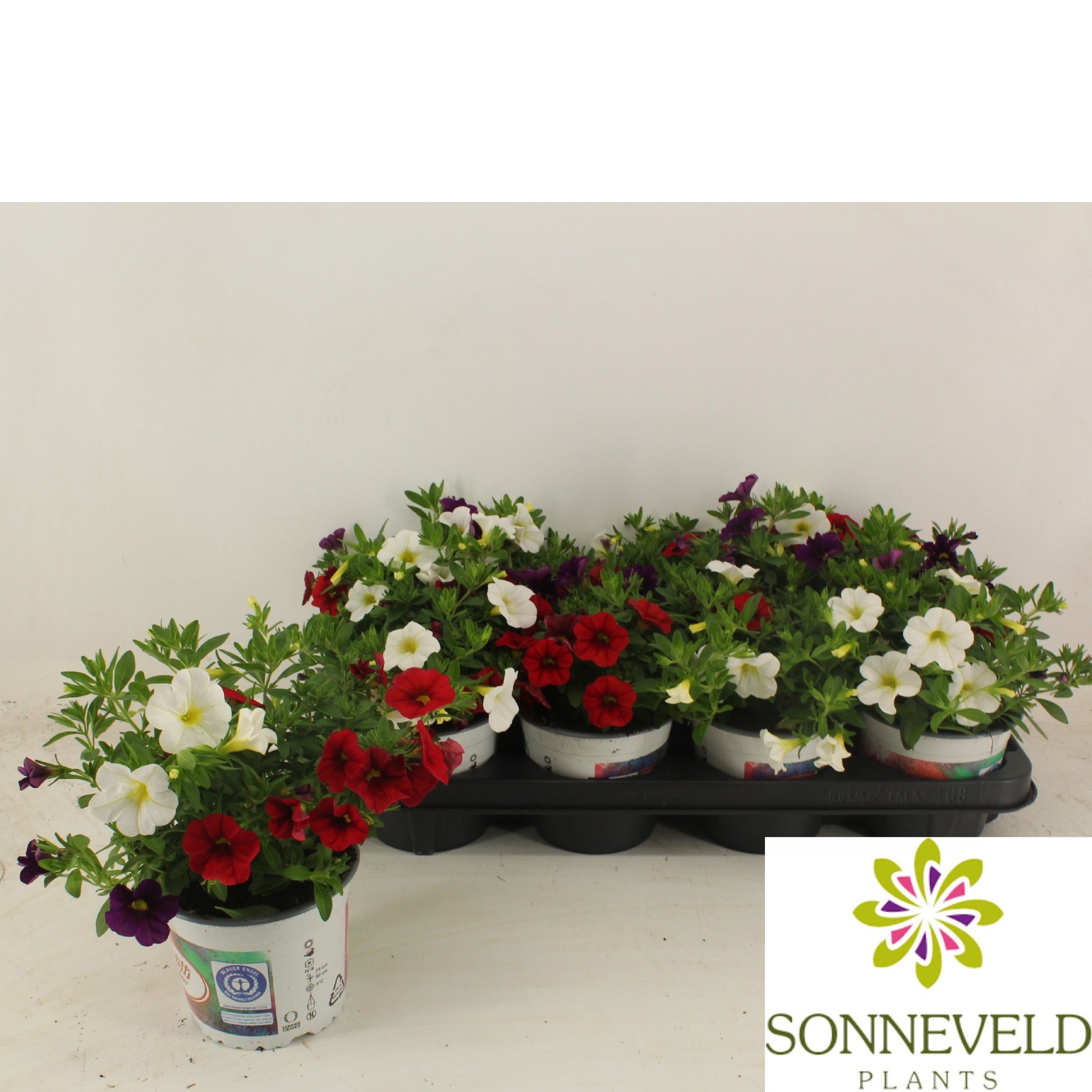 Calibrachoa Confetti Hawaiian Country 20cm 13cm Pot