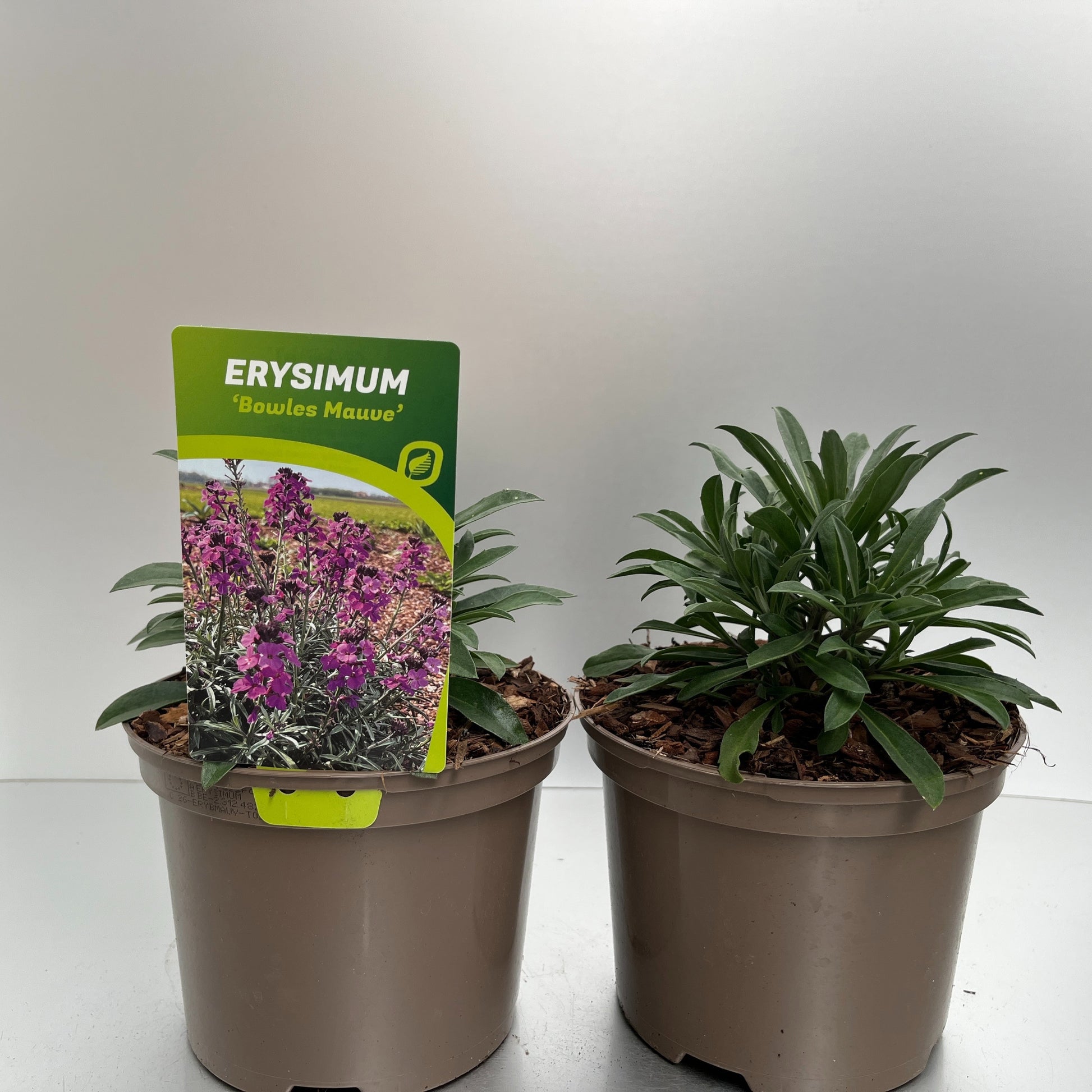 Perennial mix 30cm 17cm Pot