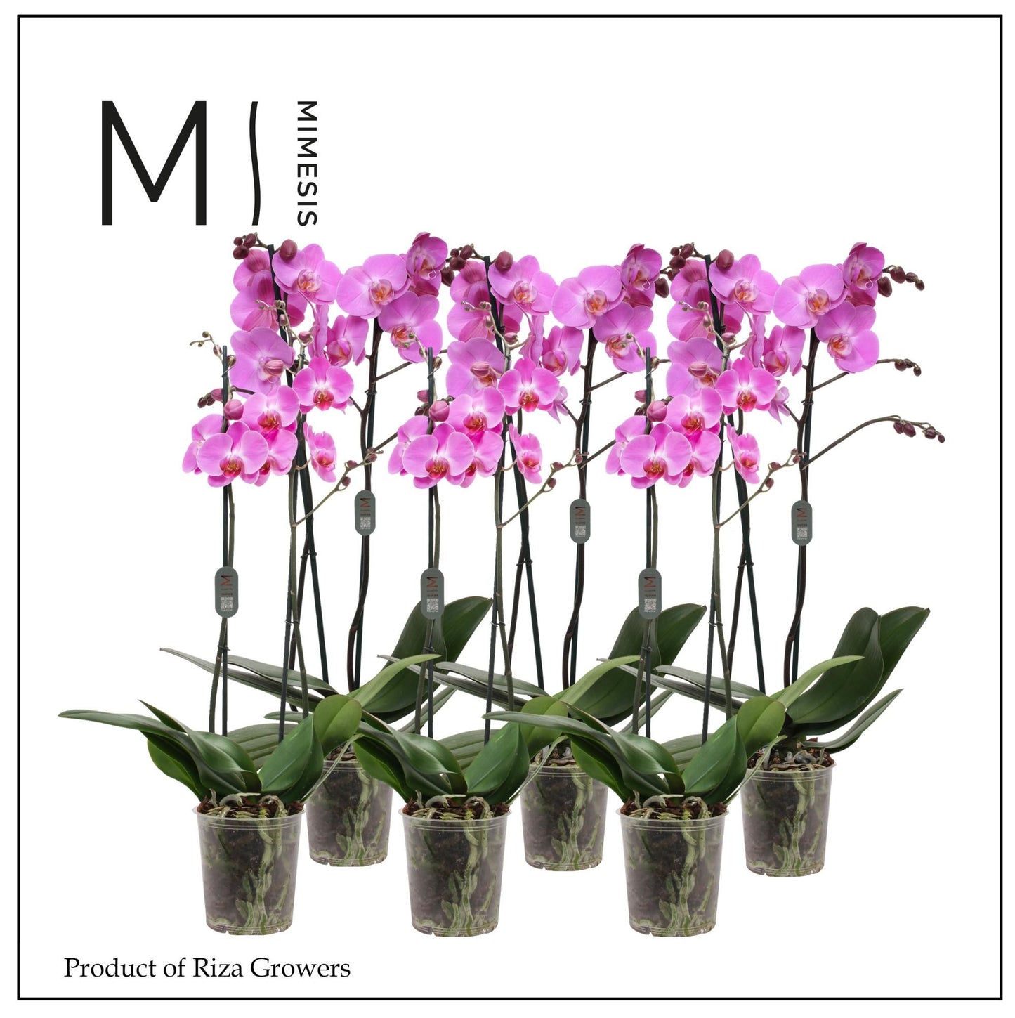 Phalaenopsis pink 60cm 12cm Pot