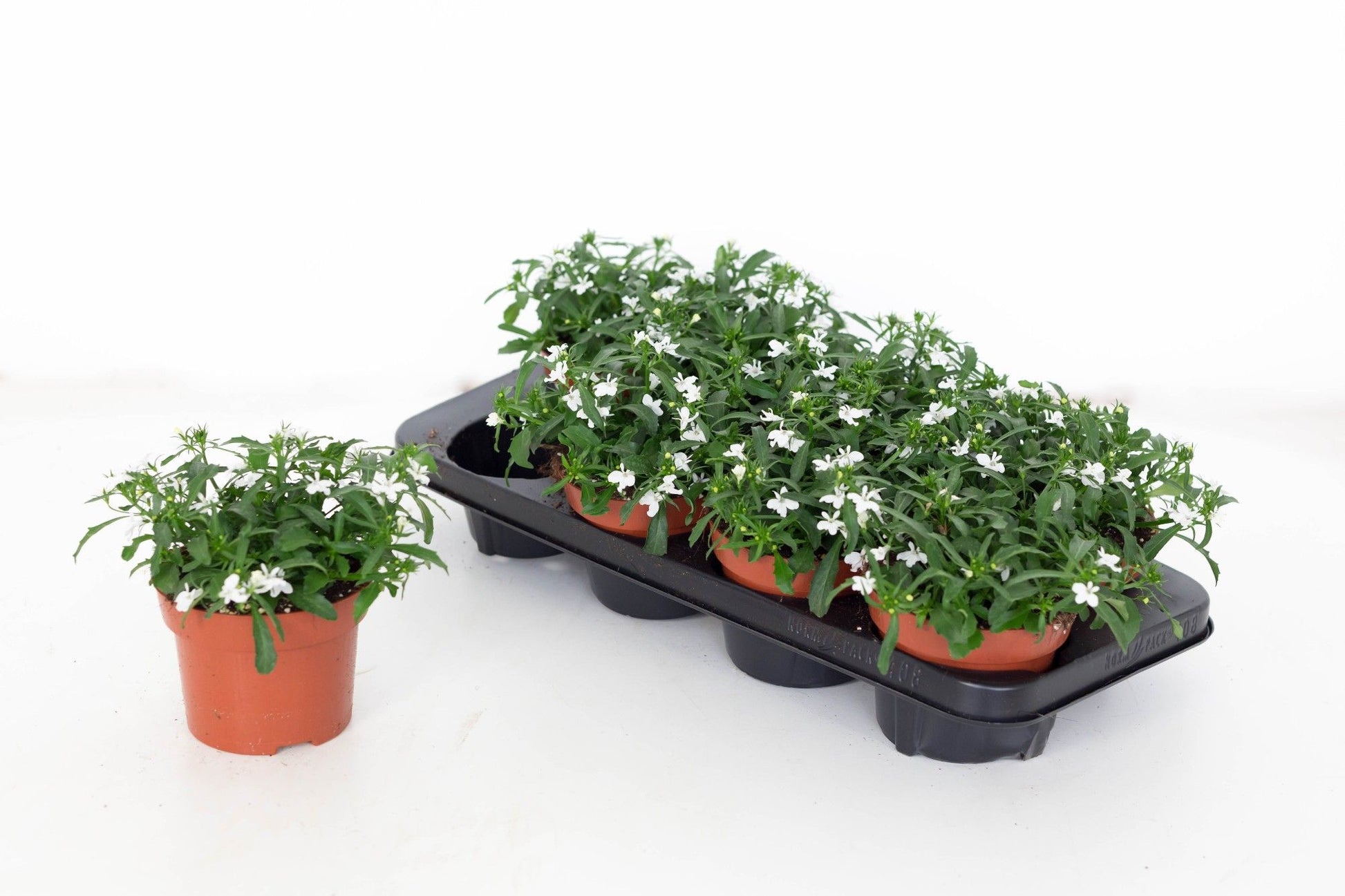 Lobelia Laguna Trailing White 20cm 13cm Pot