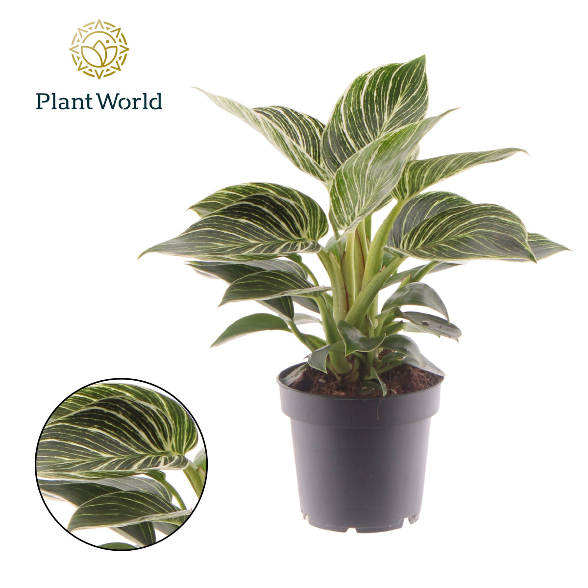 Philodendron Birkin 25cm 12cm Pot