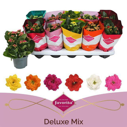Kalanchoe Perfecta mix 22cm 10.5cm Pot