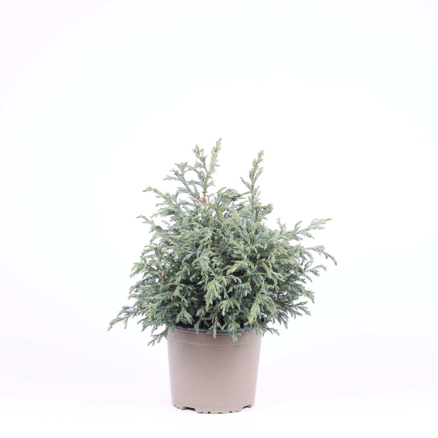 Chamaecyparis pis. Baby Blue 35cm 17cm Pot