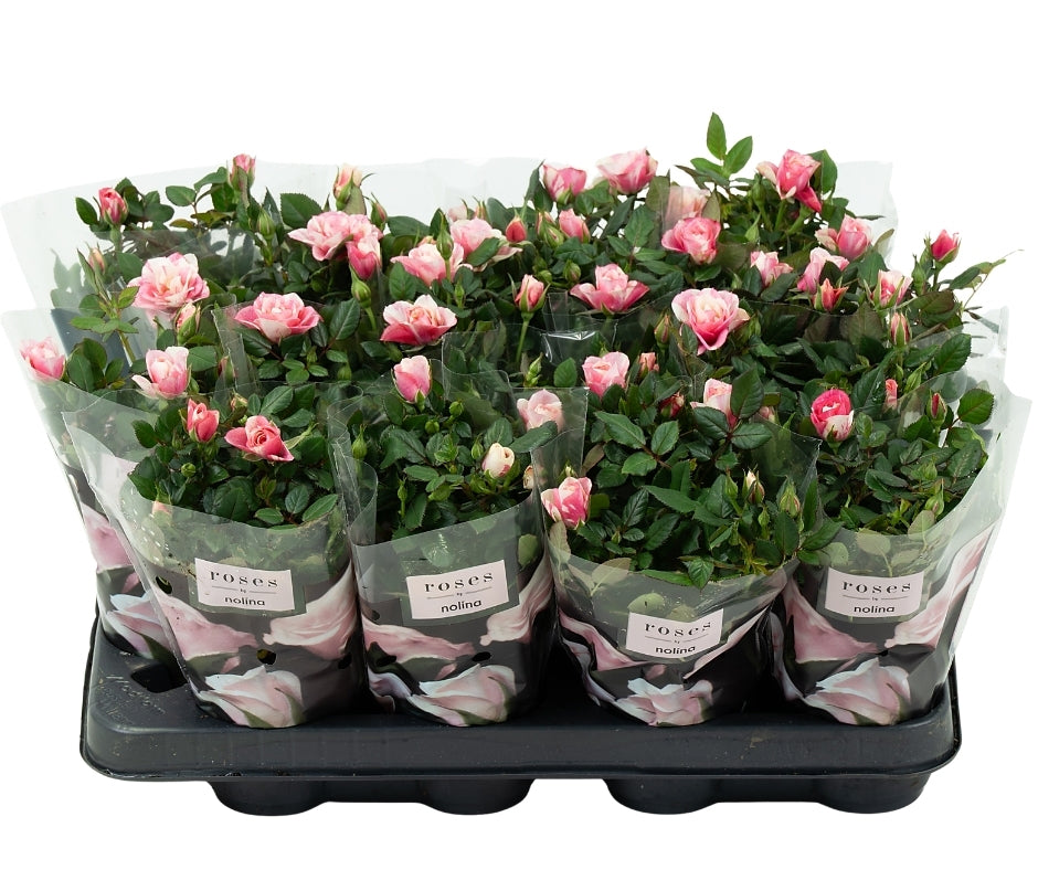 Rose Party Piia 20cm 7cm Pot