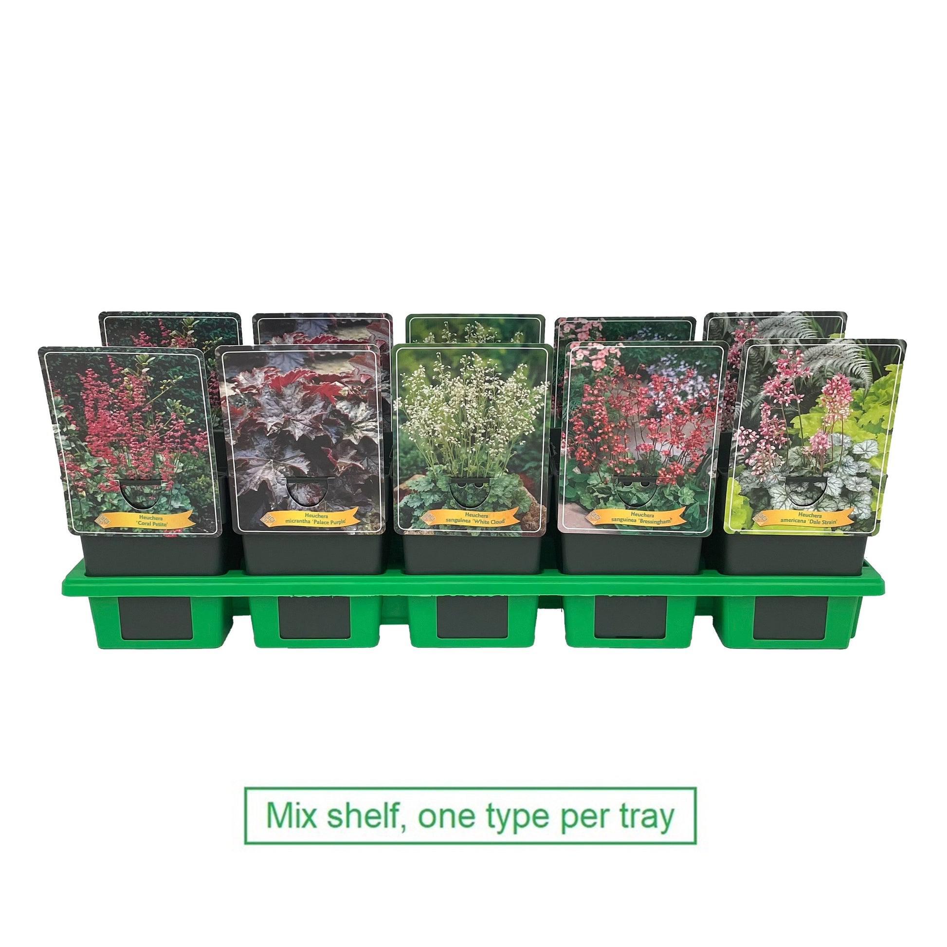 Heuchera mix 25cm 11cm Pot
