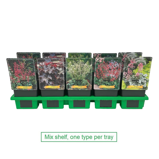 Heuchera mix 25cm 11cm Pot