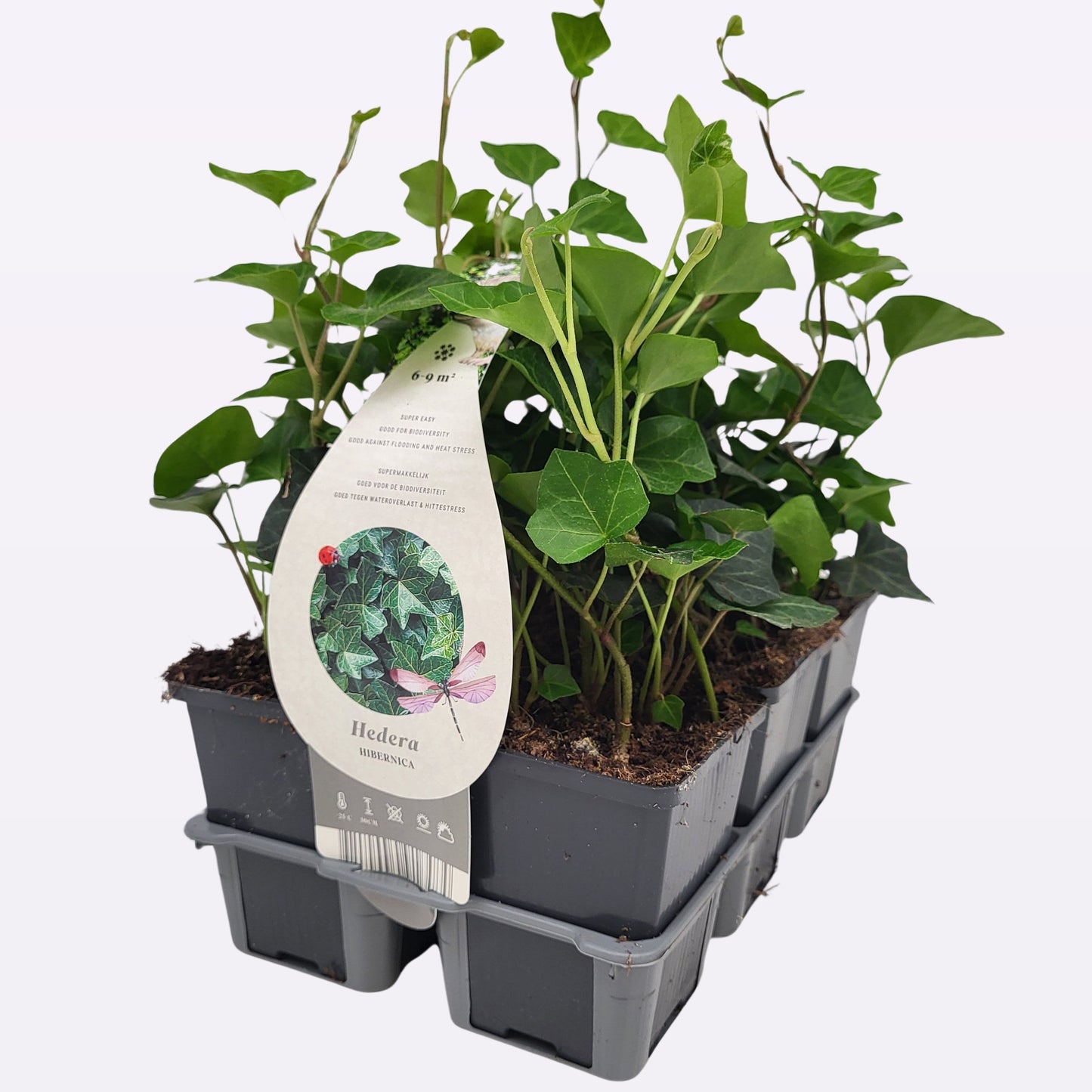 Hedera hibernica 9cm Pot