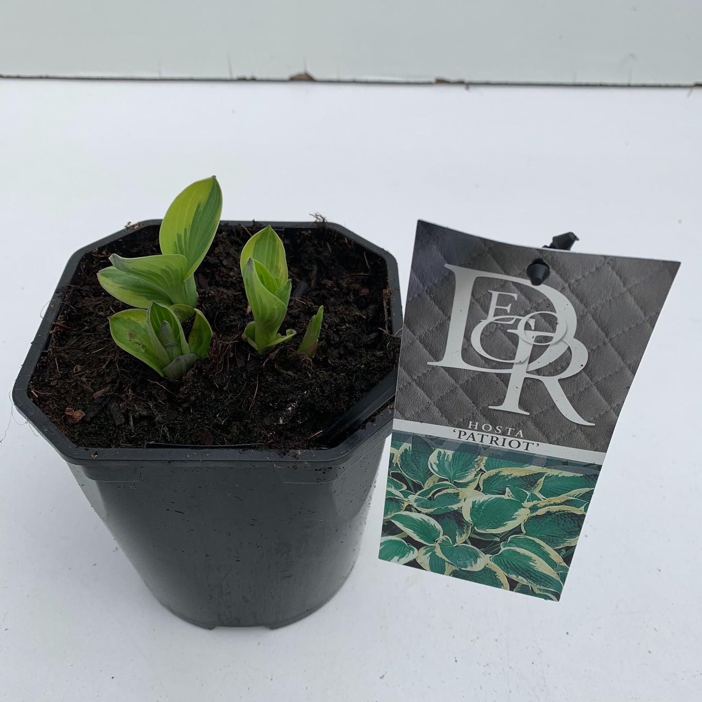 Hosta Patriot 30cm 17cm Pot
