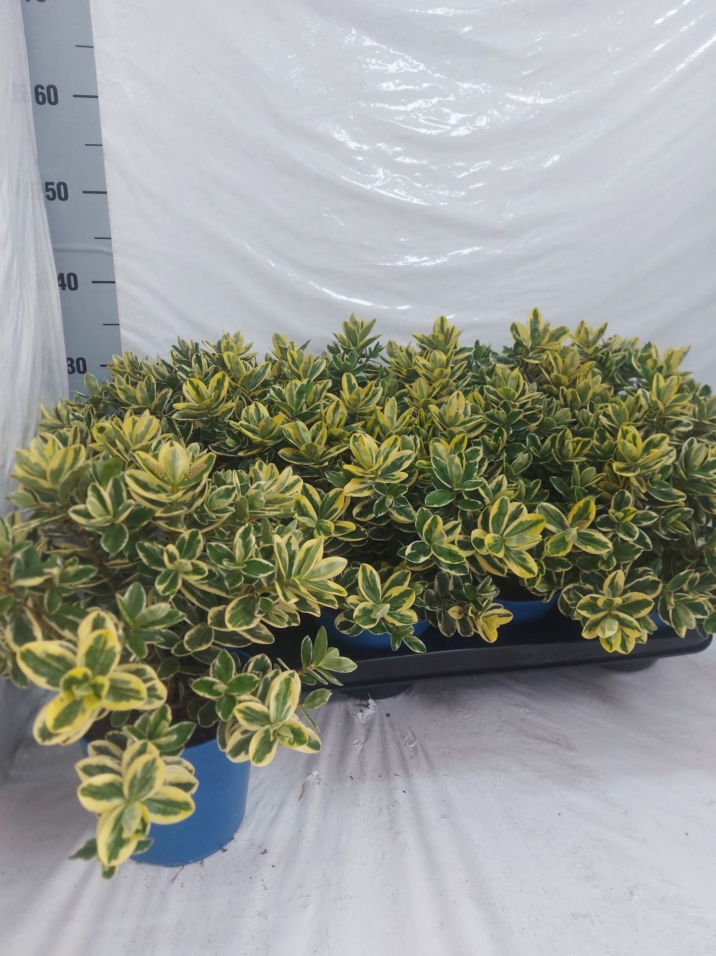 Hebe Variegata 30cm 14cm Pot