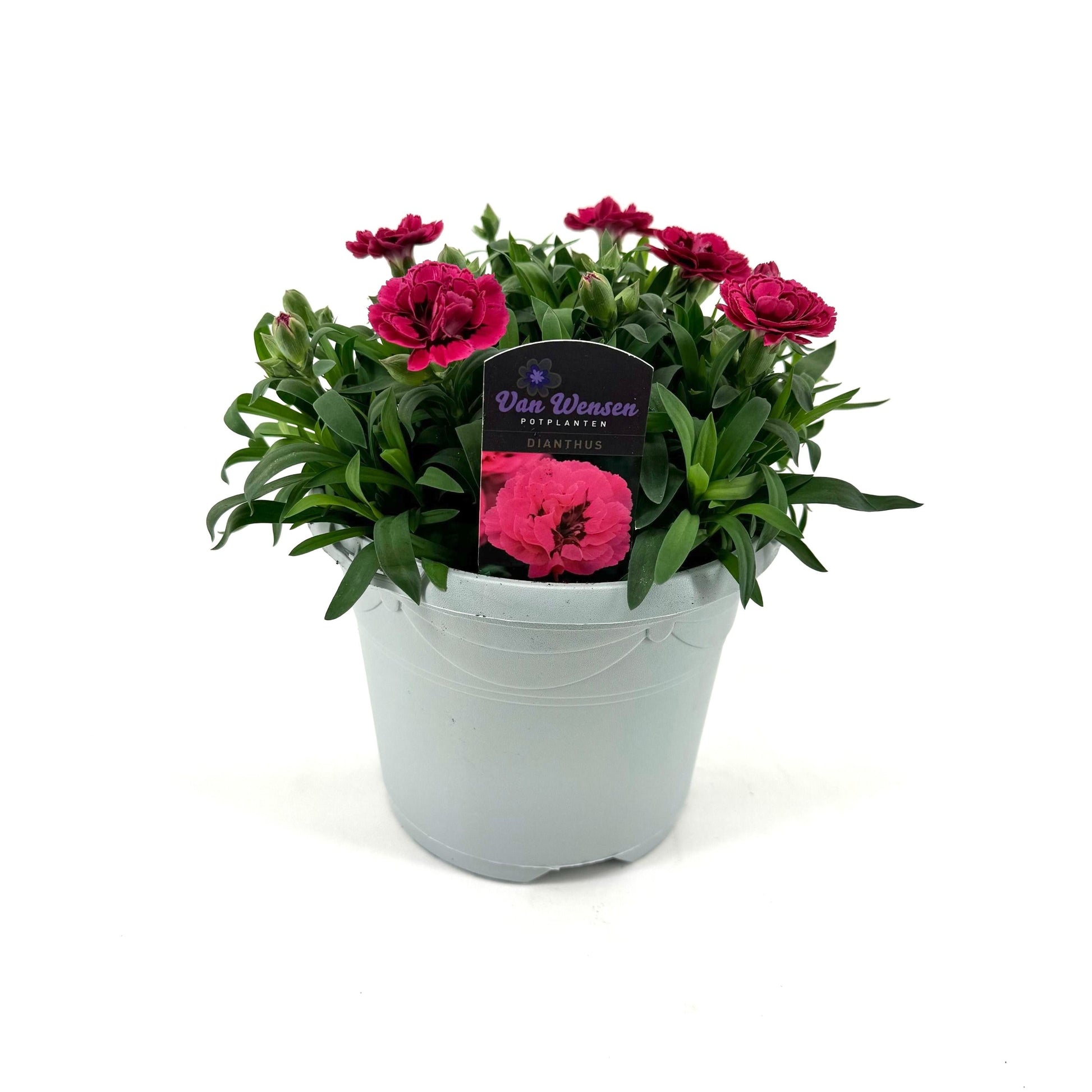 Dianthus Oscar Purple Wings 25cm 17cm Pot