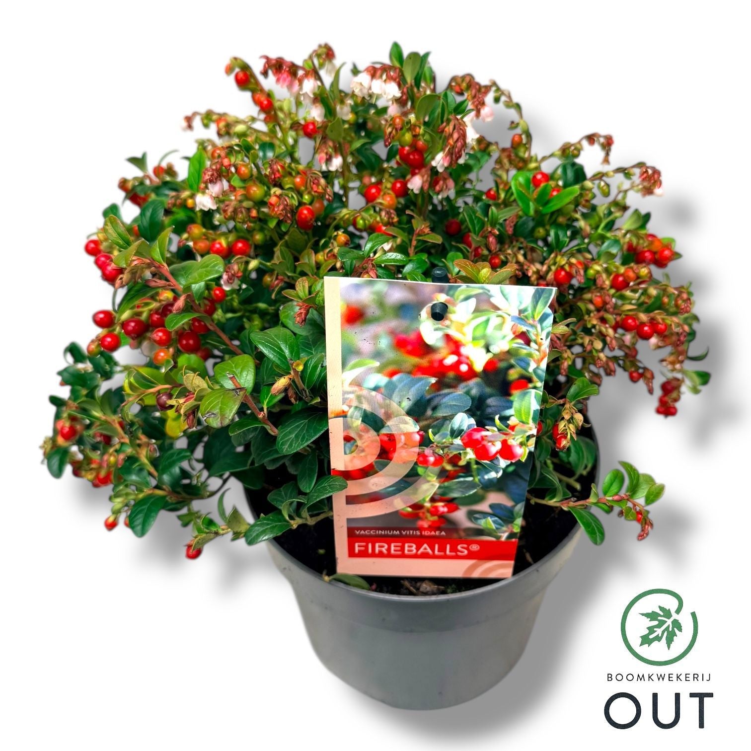 Vaccinium Fireballs 35cm 17cm Pot