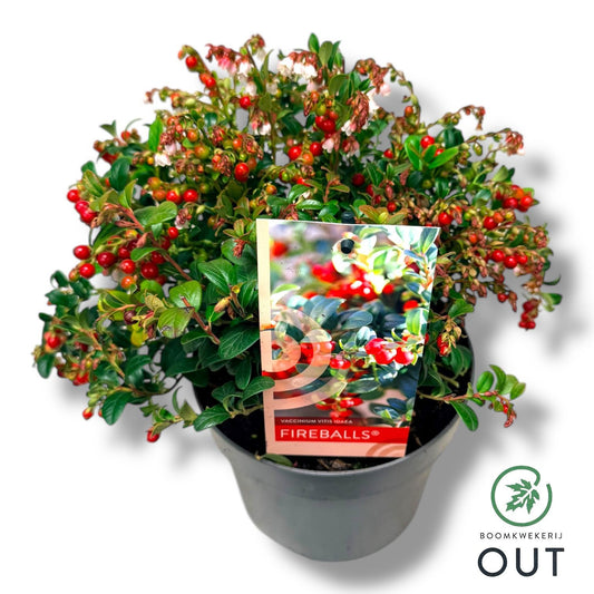 Vaccinium Fireballs 35cm 17cm Pot