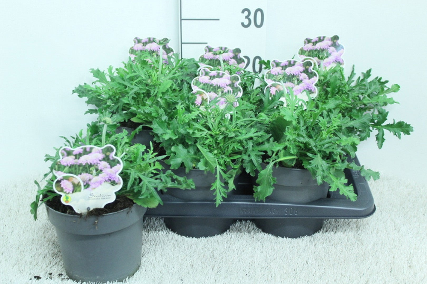 Scabiosa col. Pink Mist 25cm 17cm Pot