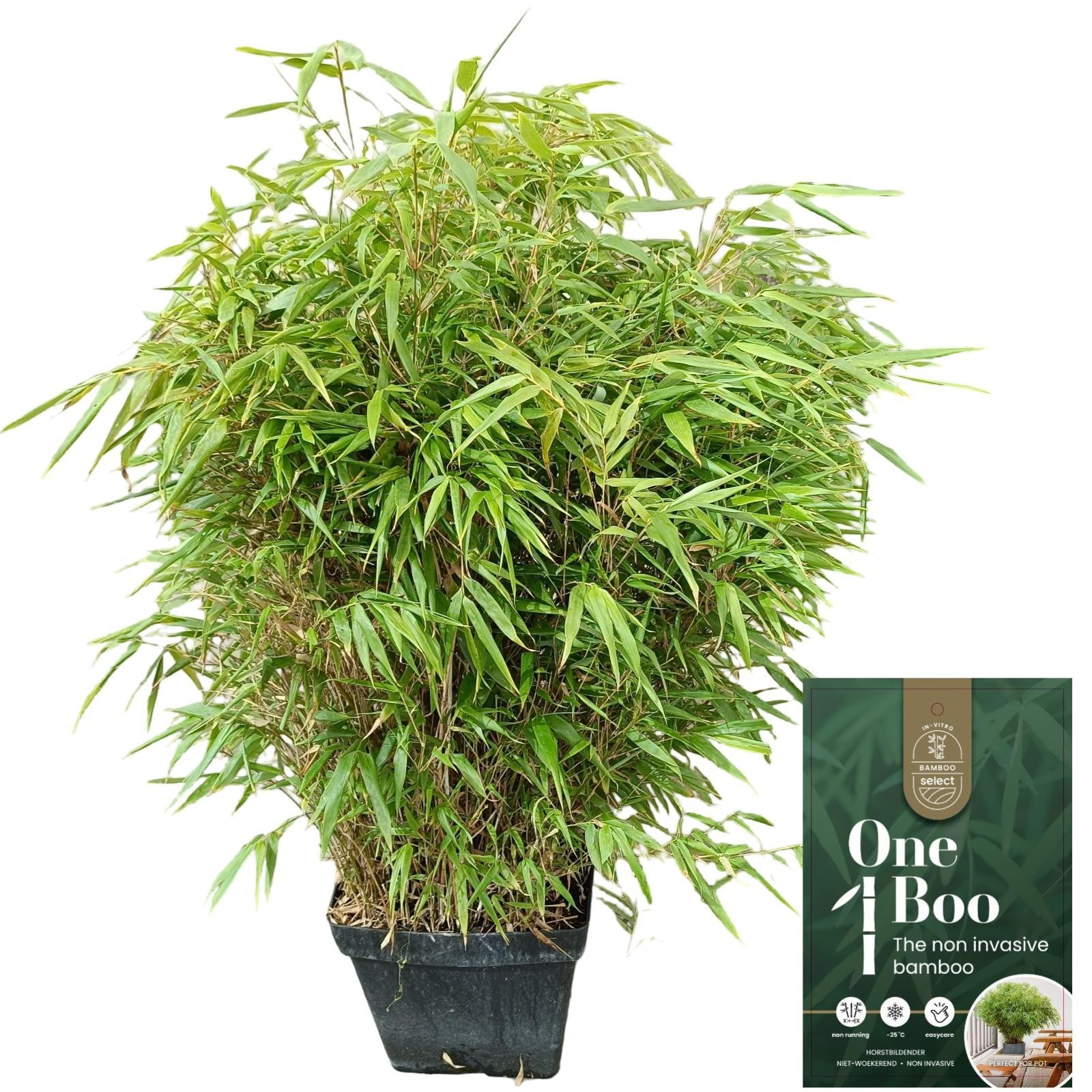 Fargesia rufa 110cm 32cm Pot