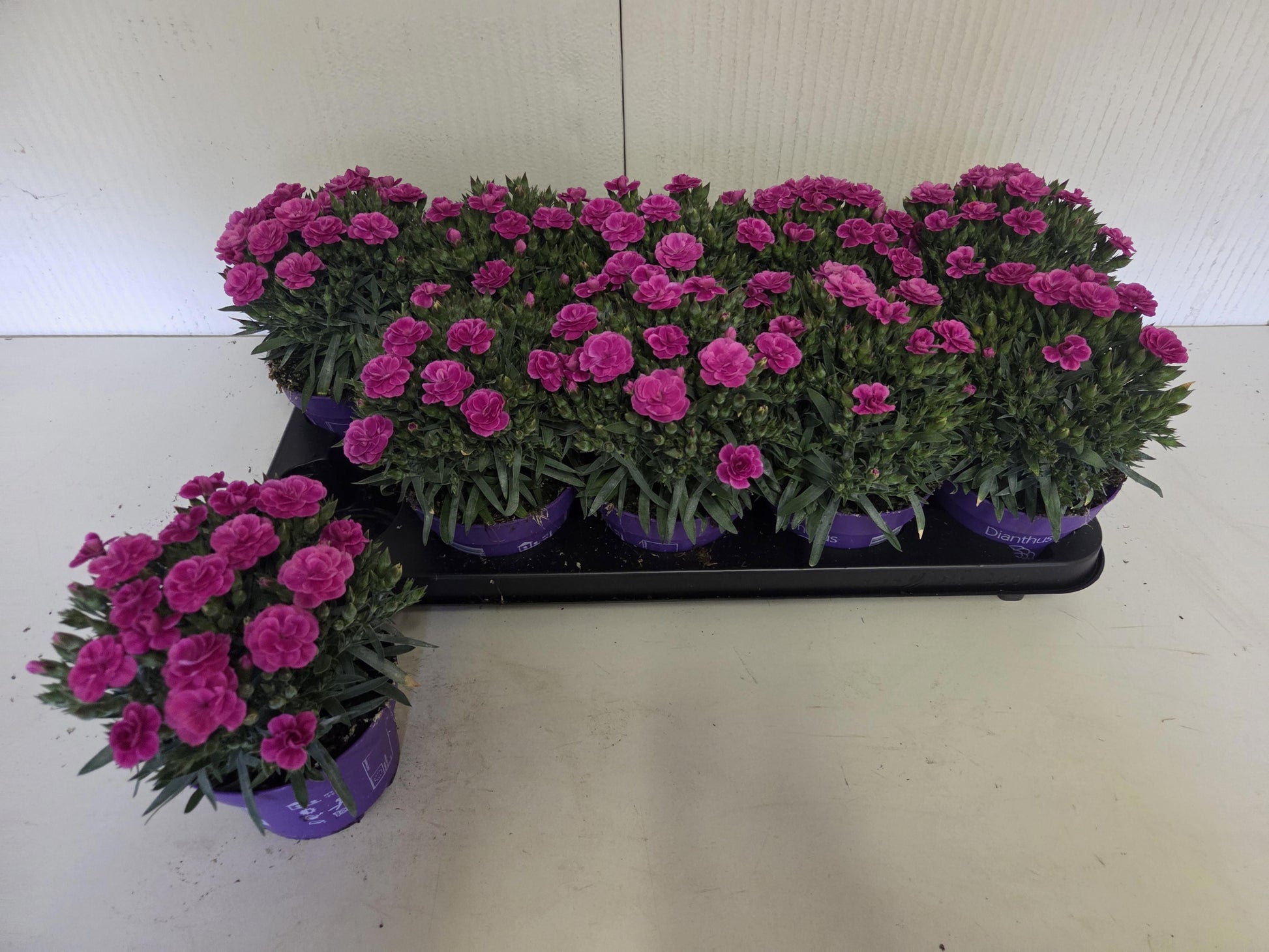 Dianthus Peman 23cm 12cm Pot