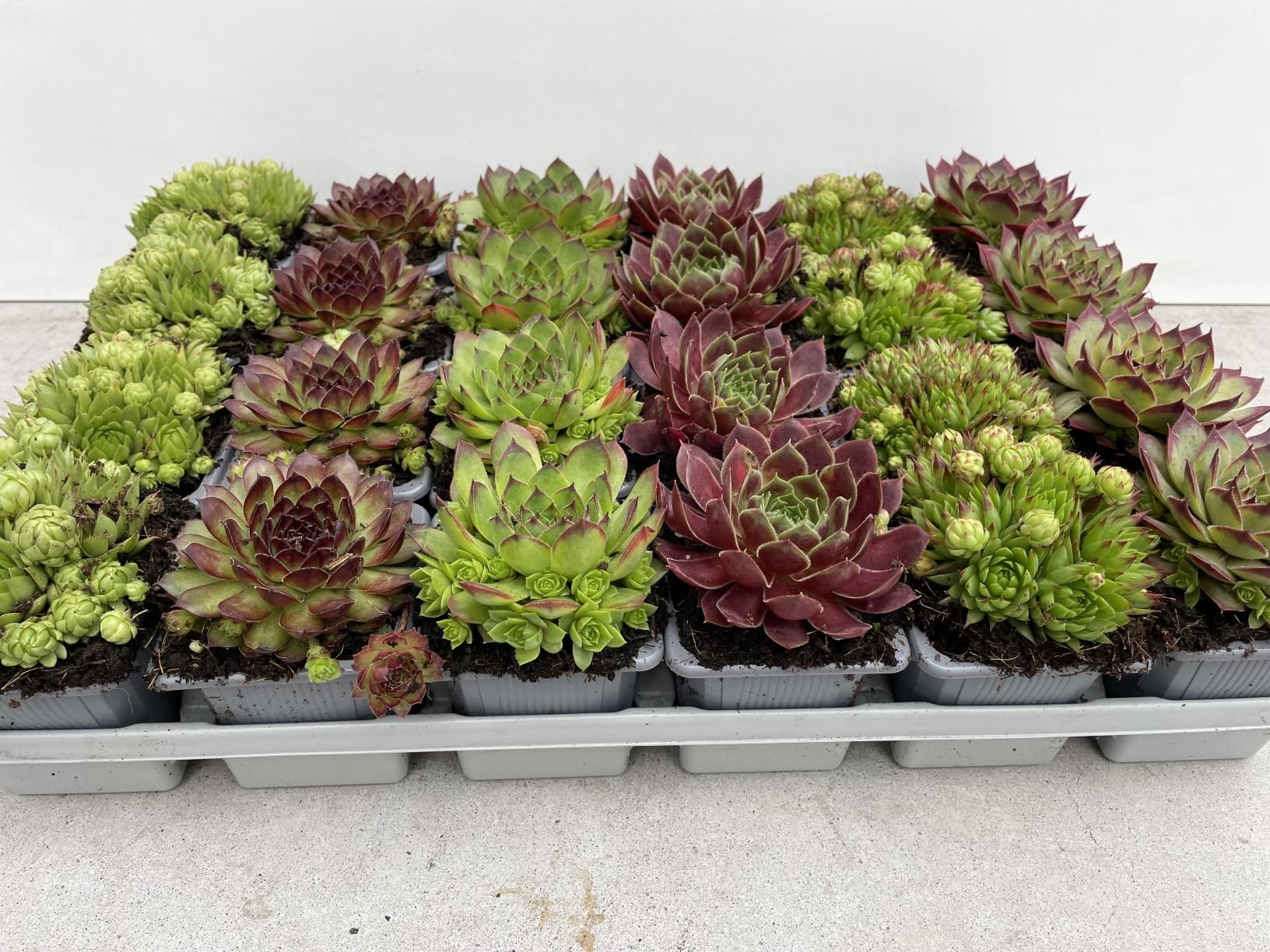 Sempervivum mix 5cm 7cm Pot