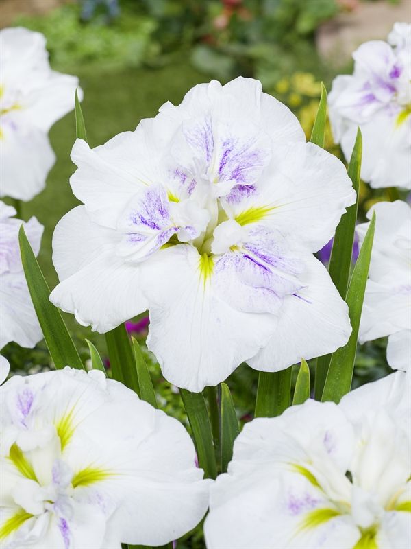 Iris ensata 25cm 11cm Pot