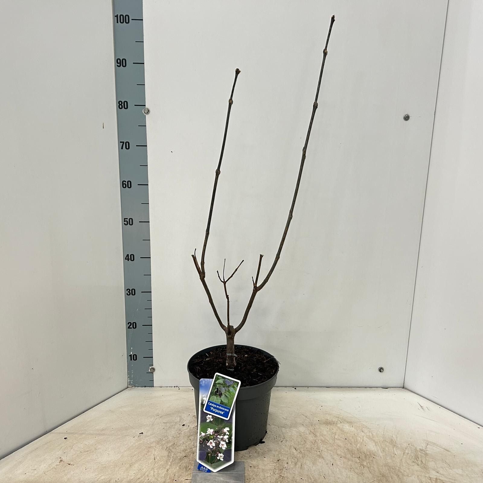 Catalpa eru. Purpurea 75cm 23cm Pot