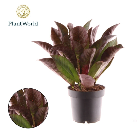 Codiaeum Mrs Iceton 30cm 12cm Pot
