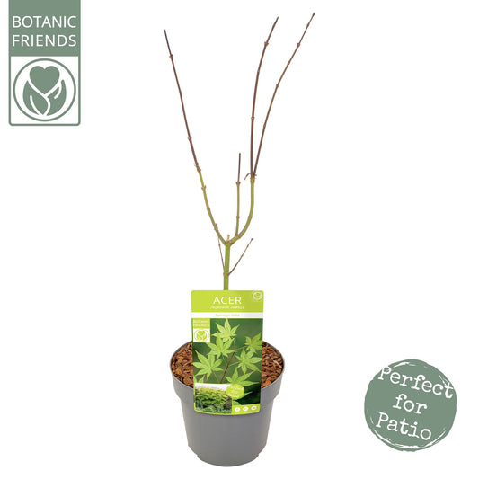 Acer Summer Gold 65cm 19cm Pot