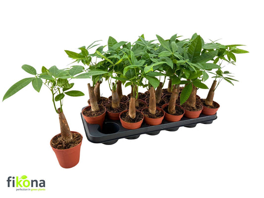 Pachira aquatica 30cm 9cm Pot