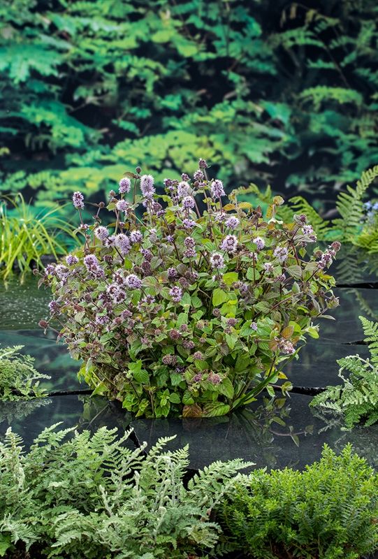 Mentha aquatica (18 x18) 30cm 18cm Pot