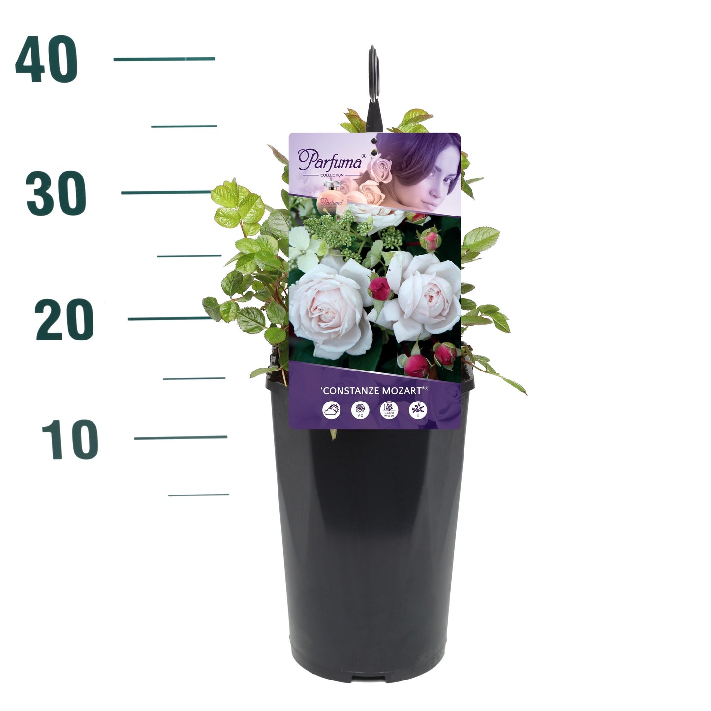 Rosa Hybrid 25cm 19cm Pot