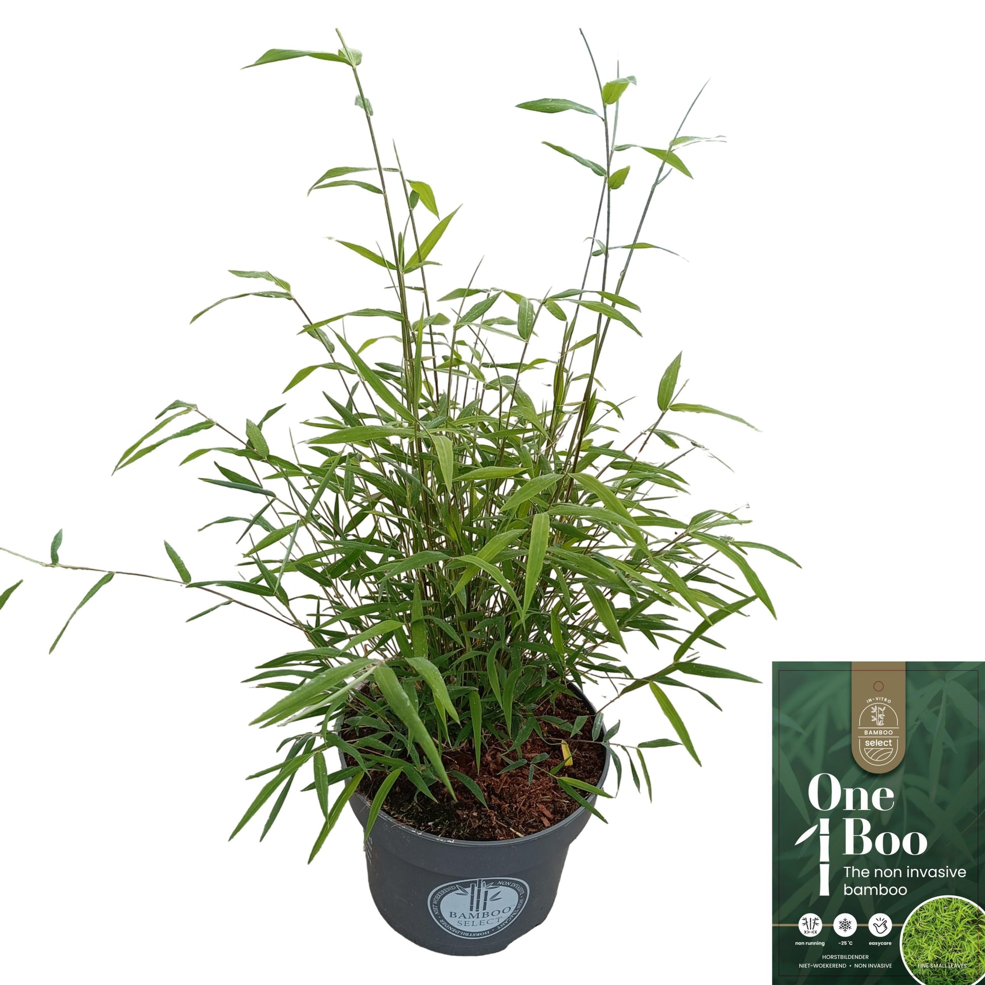 Fargesia angustissima 80cm 23cm Pot