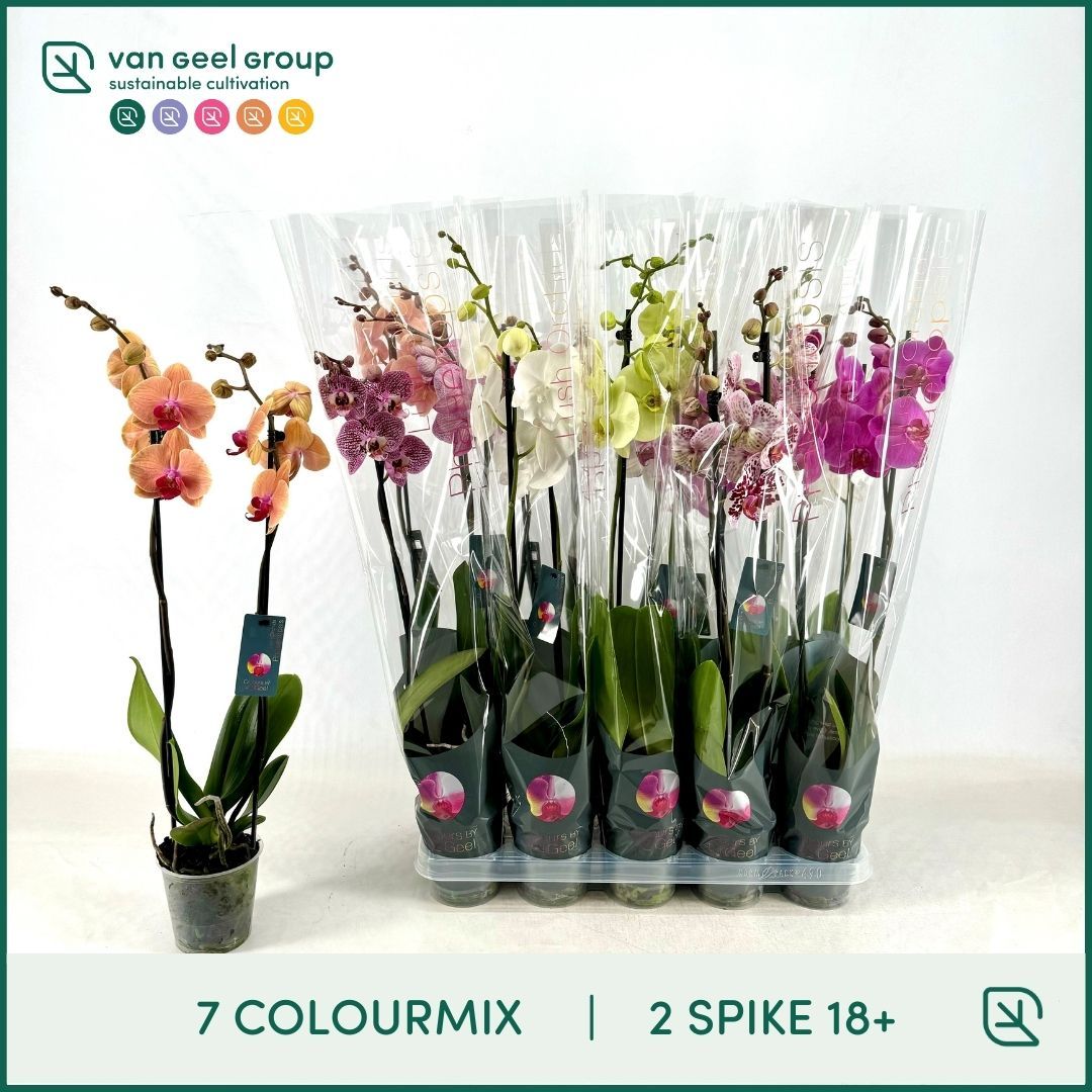 Phalaenopsis mix 75cm 12cm Pot