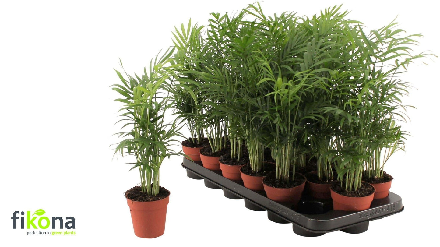 Chamaedorea elegans 50cm 9cm Pot