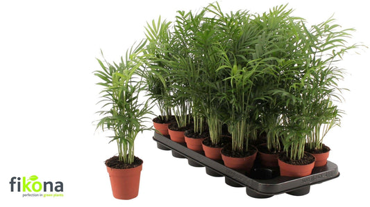 Chamaedorea elegans 50cm 9cm Pot