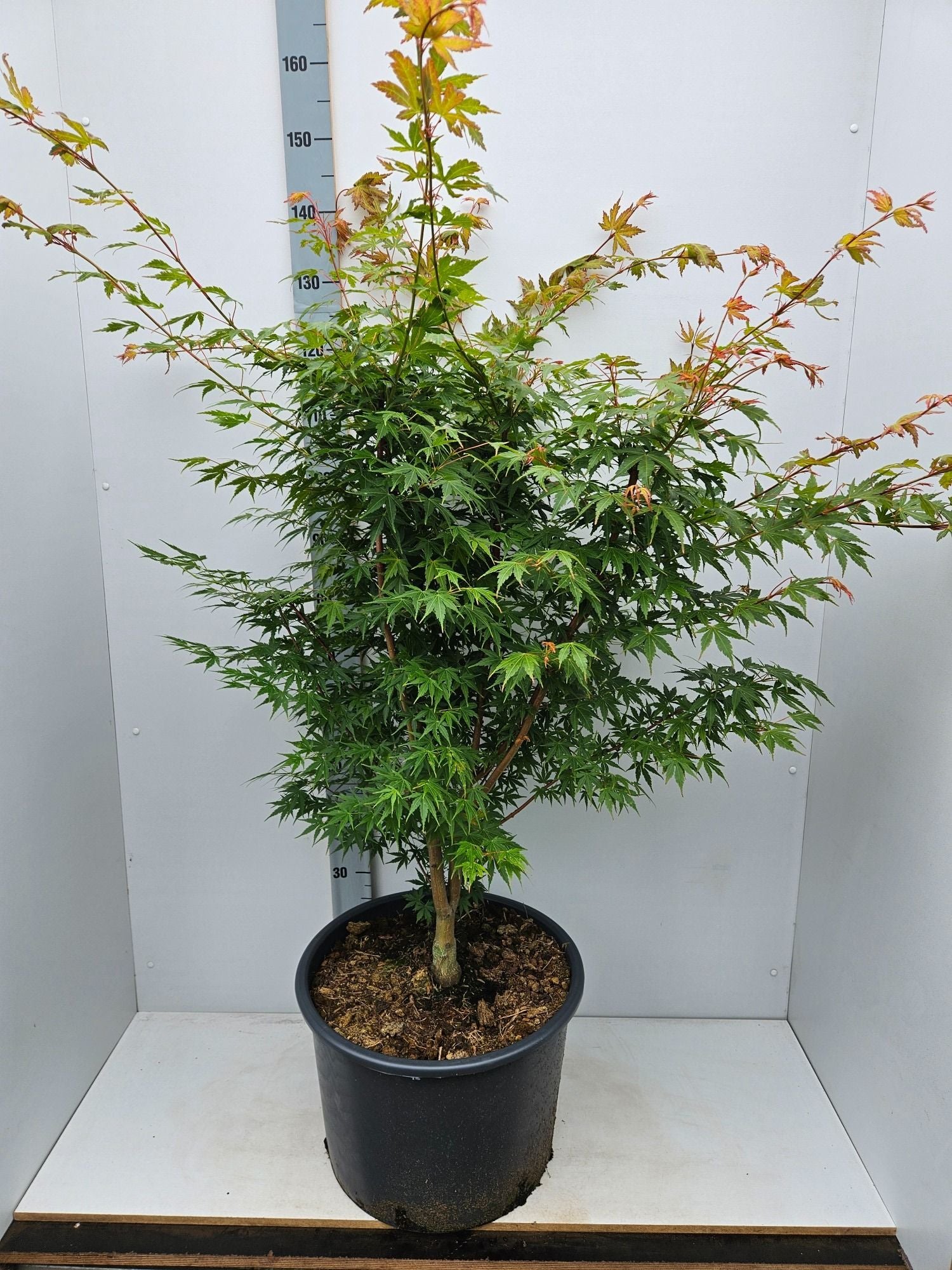 Acer Sangokaku 170cm 43cm Pot