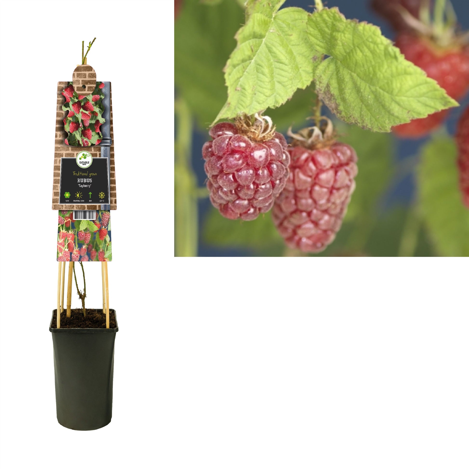 Rubus fru. Tayberry 75cm 17cm Pot