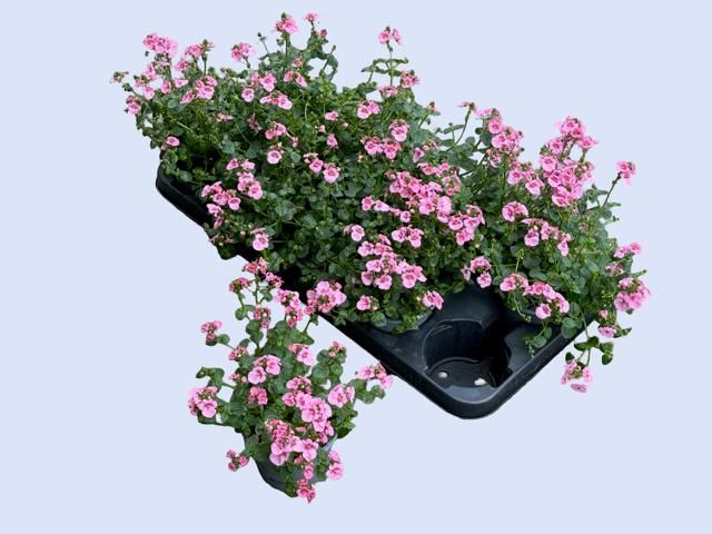 Diascia Piccadilly Hot Pink 20cm 510cm Pot
