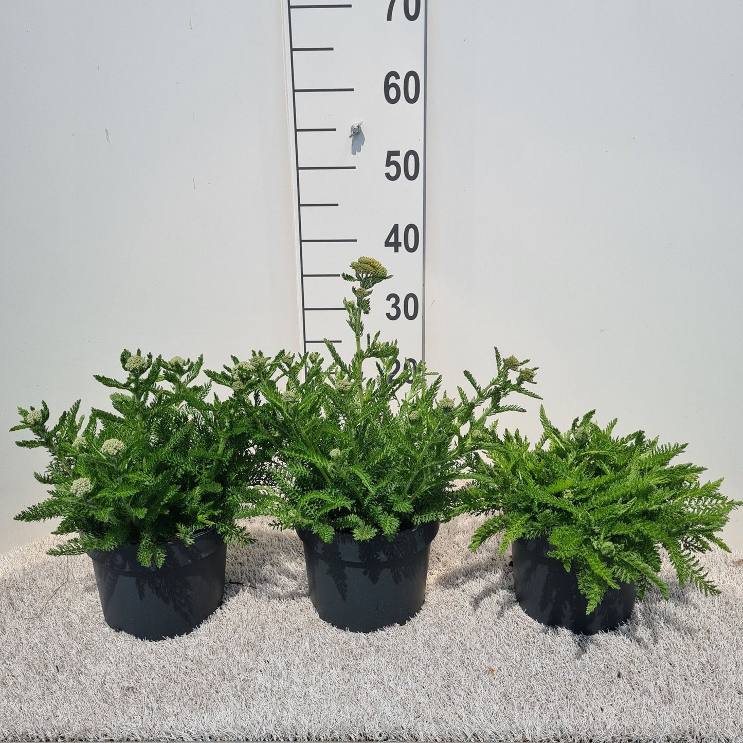 Achillea Milly Rock Yellow 25cm 19cm Pot