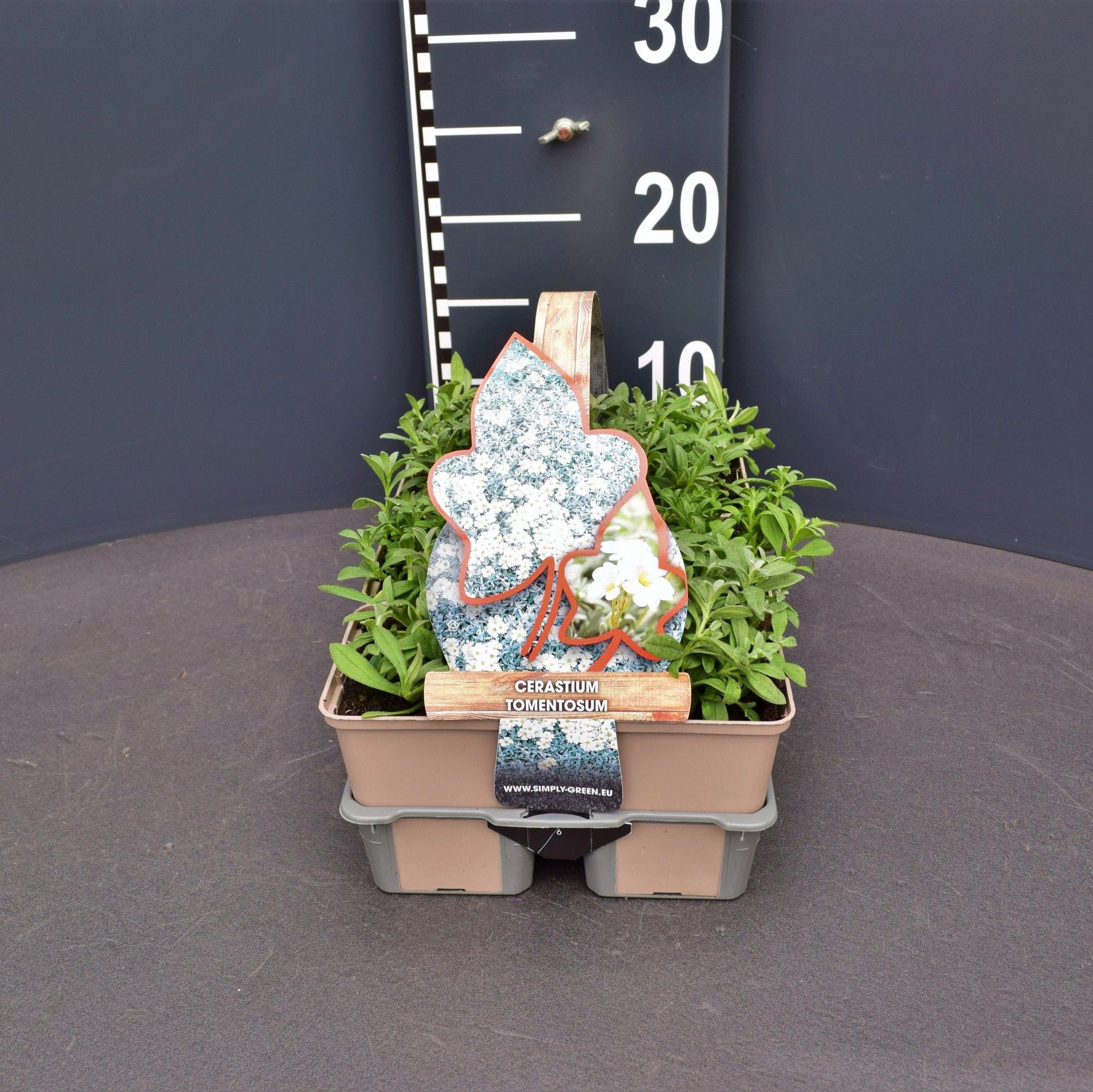 Cerastium tomentosum 5cm 9cm Pot