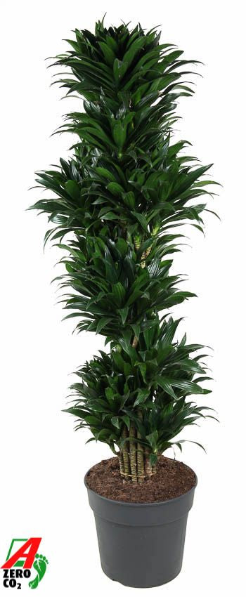 Dracaena fragrans Compacta branched 160cm 34cm Pot