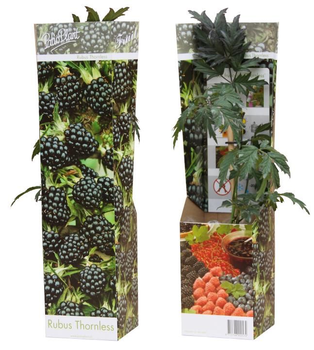 Fruit/Shrub Climber mix 30cm 9cm Pot