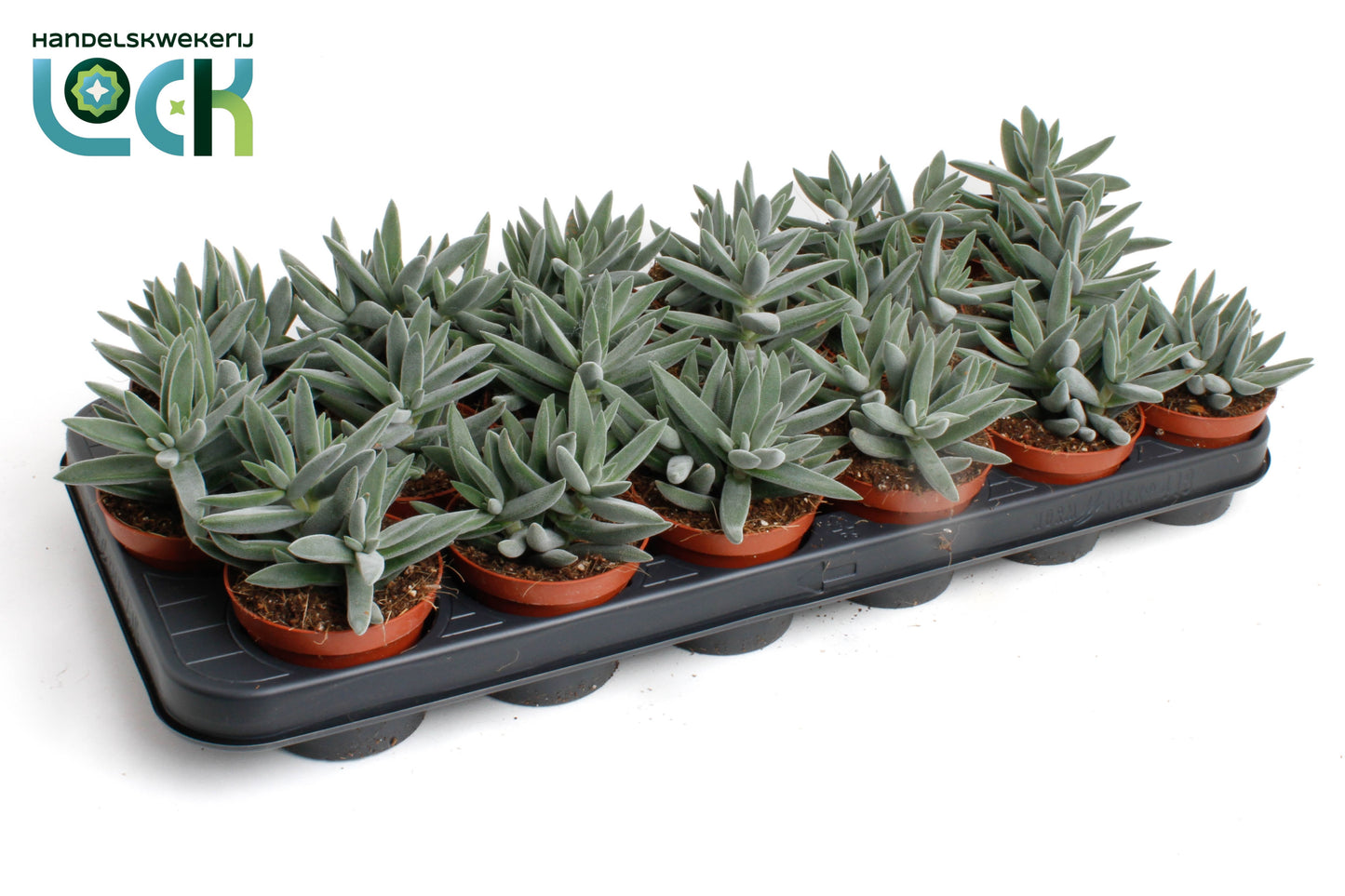 Crassula Silver 10cm Special Pot (508)