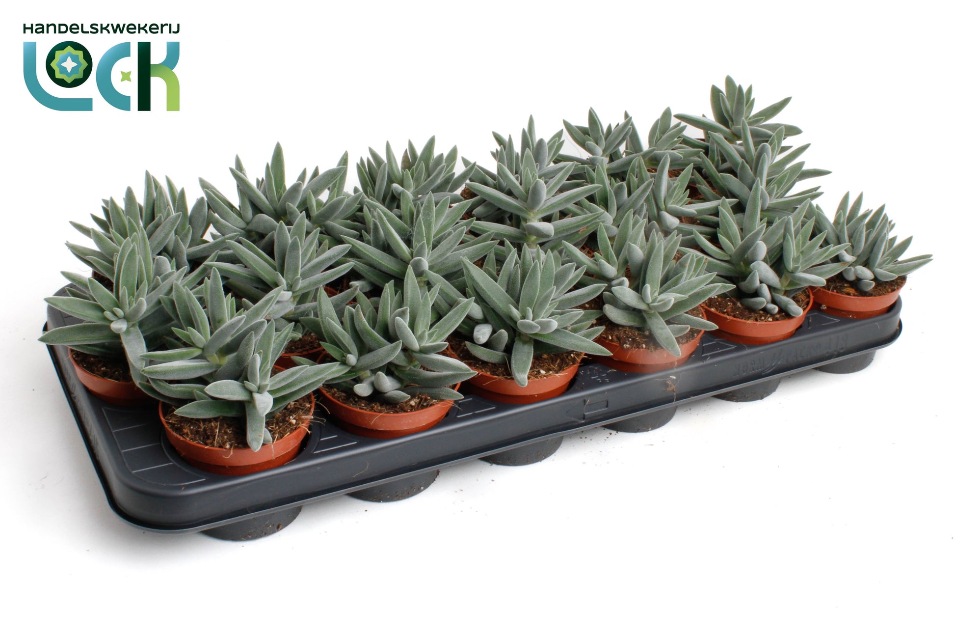 Crassula Silver 10cm Special Pot (508)