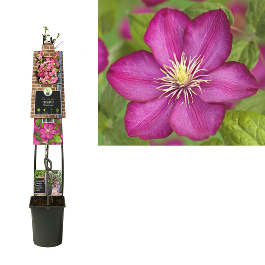 Clematis Ville de Lyon 115cm 23cm Pot