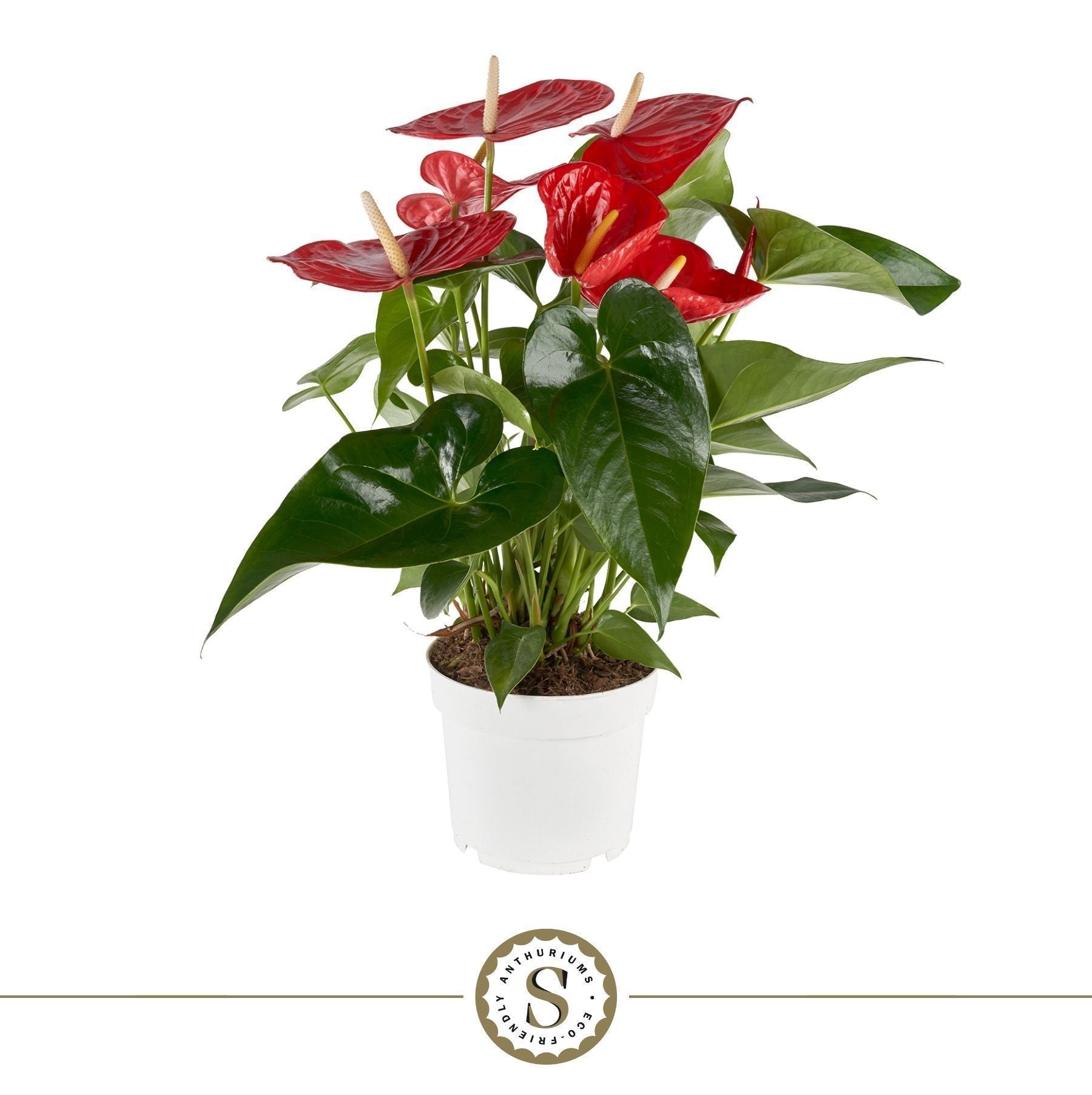 Anthurium Minnesota 65cm 17cm Pot