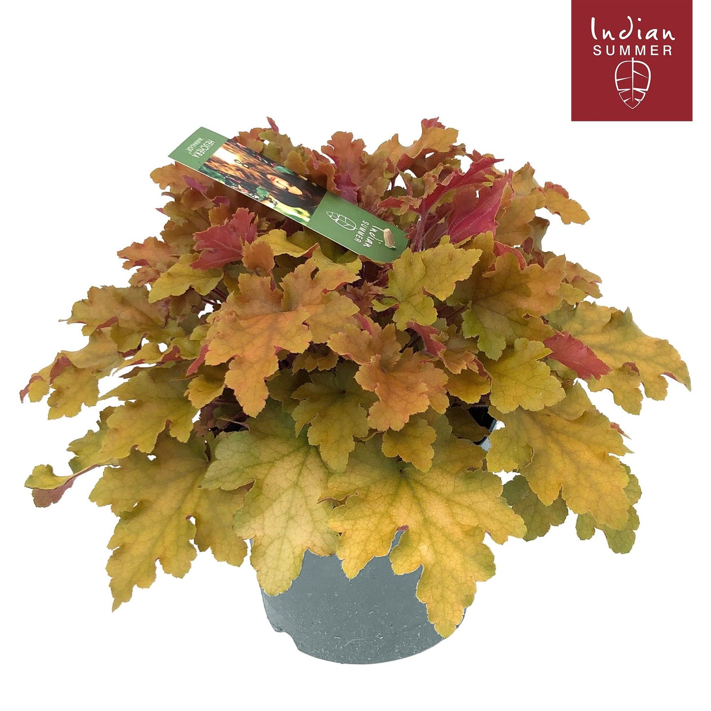 Heuchera Indian Summer orange 30cm 19cm Pot