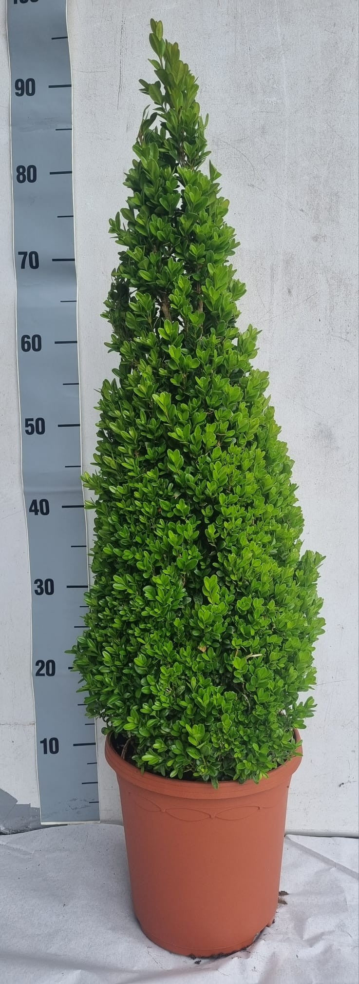 Kwekerij Mostert Buxus sempervirens ball Pack of 1