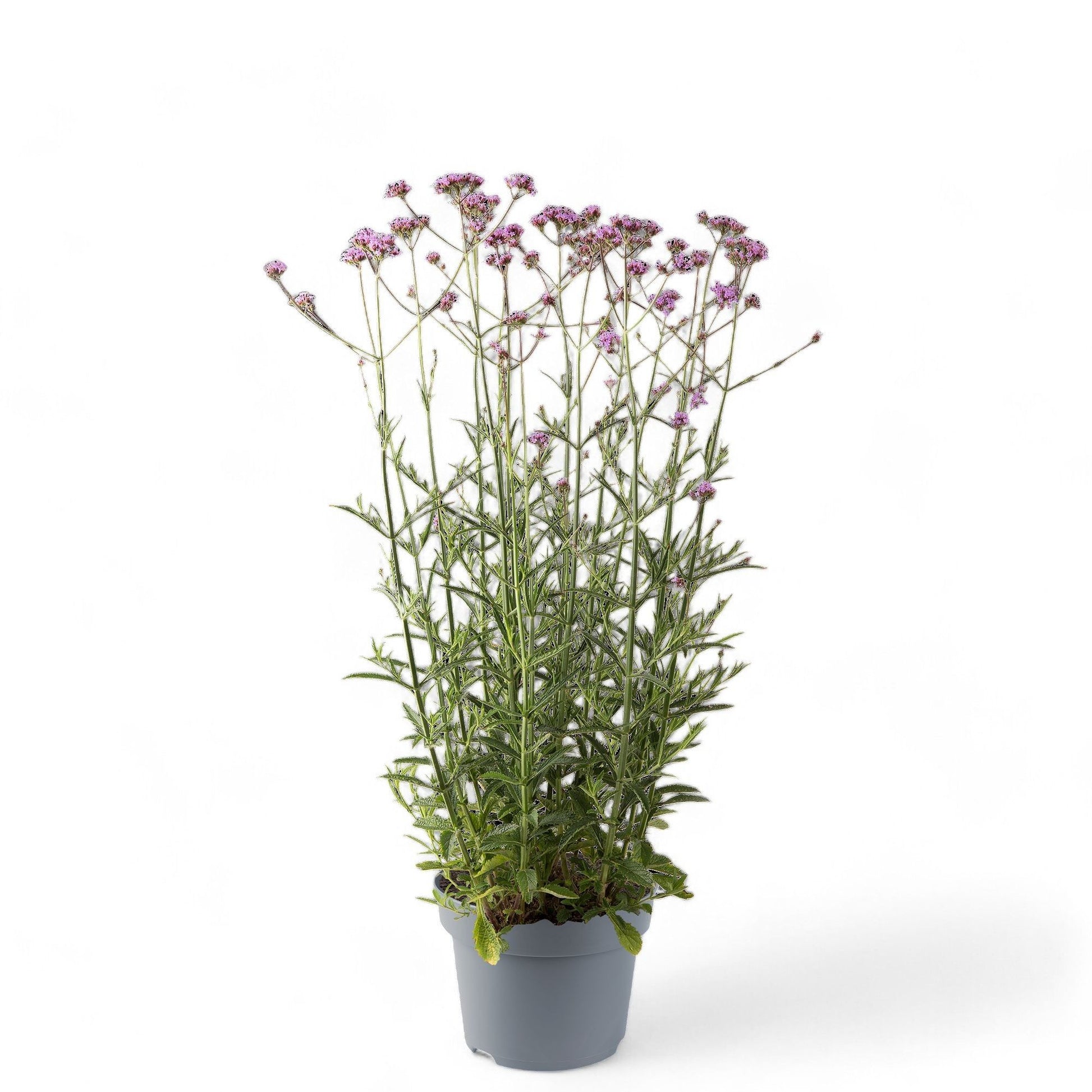 Verbena bonariensis 80cm 19cm Pot