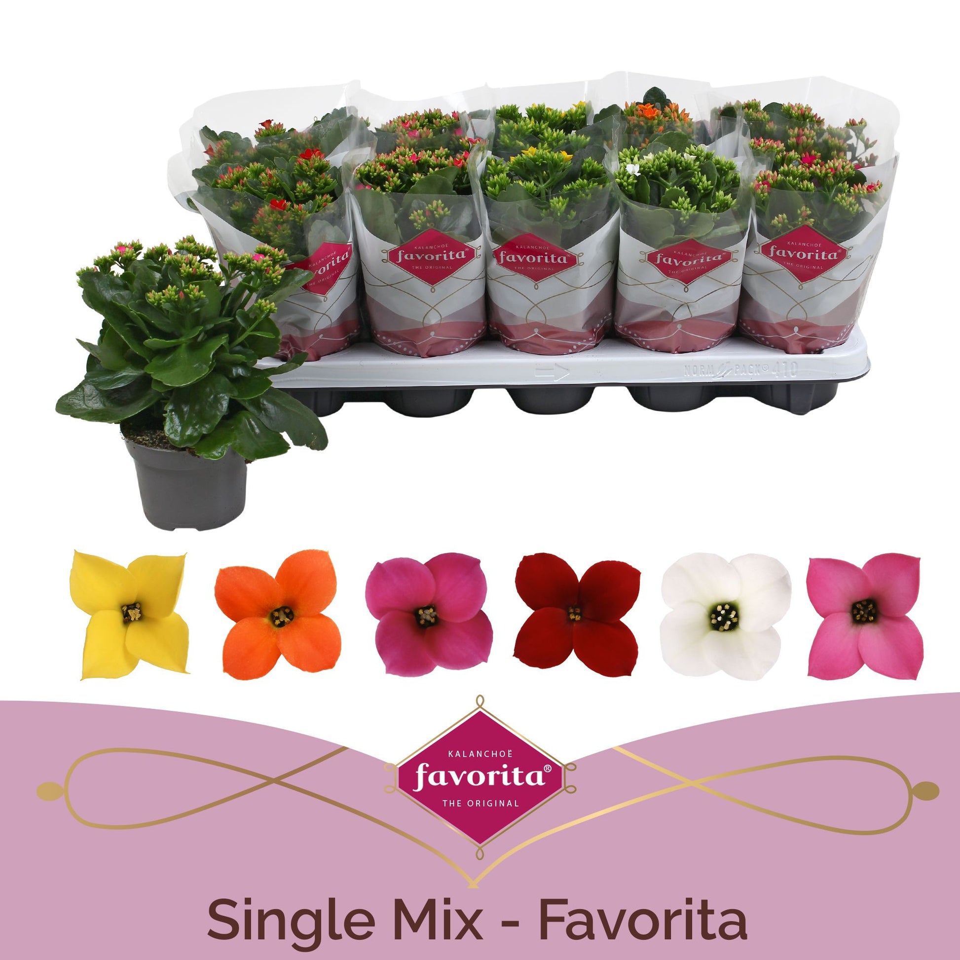 Kalanchoe mix 22cm 510cm Pot