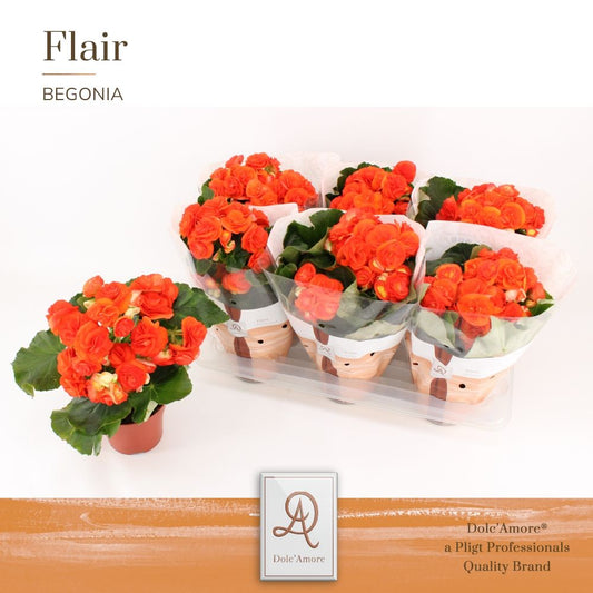 Begonia Mocca Orange 31cm 14cm Pot