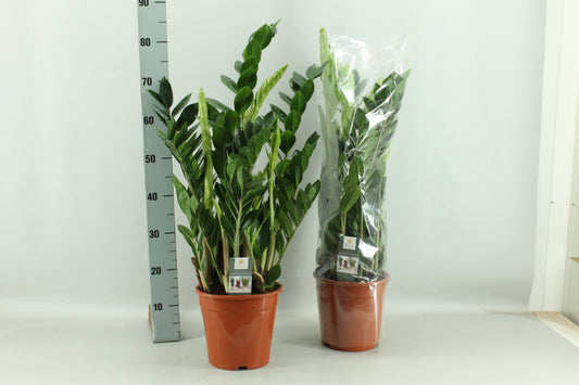 Zamioculcas zamiifolia 85cm 3cm Pot